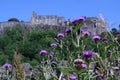 Stirling Castle, Scotland with a foreground of thistle Royalty Free Stock Photo