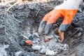 Stirring in the rubber glove of the husks of onions with garlic and ash with charcoal before planting potatoes in the ground