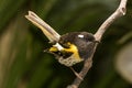 Stitchbird Endemic Honeyeater of New Zealand