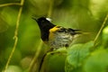 Stitchbird - Notiomystis cincta - Hihi in Maori language, endemic bird sitting on the branch in the New Zealand forest