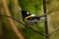 Stitchbird - Notiomystis cincta - Hihi in Maori language, endemic bird sitting on the branch in the New Zealand forest