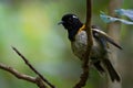 Stitchbird - Notiomystis cincta - Hihi in Maori language, endemic yellow, white and black bird sitting on the branch in the New