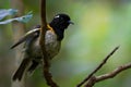 Stitchbird - Notiomystis cincta - Hihi in Maori language, endemic yellow, white and black bird sitting on the branch in the New