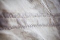 Stitching thread sail closeup Royalty Free Stock Photo