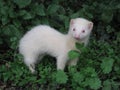 Stoat