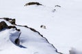 Stoat caught a field mouse. White Missile - An ermine weasel runs, dives and leaps through the newly fallen fresh snow