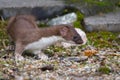 Stoat