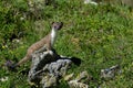 Stoat at grossglockner