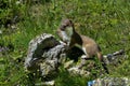 Stoat at grossglockner