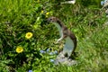 Stoat at grossglockner