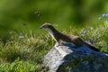 Stoat at grossglockner