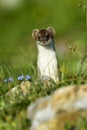 Stoat at grossglockner