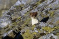 Stoat at grossglockner