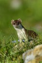 Stoat at groÃÅ¸glockner