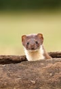 Stoat in log