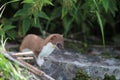 Stoat Royalty Free Stock Photo