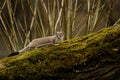 Stoat (Mustela Erminea)