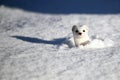 Stoat Mustela erminea also known as the short-tailed weasel Royalty Free Stock Photo