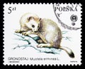 Stoat (Mustela erminea), Animals Protected serie, circa 1984