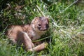 Stoat (Mustela erminea) Royalty Free Stock Photo