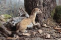 Stoat Mustela erminea eating a dead bird