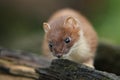 A Stoat, Mustela Erminea, hunting around in a log pile at the British Wildlife Centre.