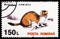 Stoat Mustela erminea, Mammals serie, circa 1997