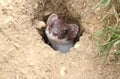 A Stoat Mustela erminea peaking out of a hole in the ground.