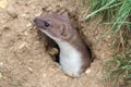 A Stoat Mustela erminea peaking out of a hole in the ground.