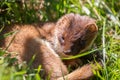 Stoat resting in the sunshine Royalty Free Stock Photo