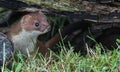 Stoat Mustela erminea Royalty Free Stock Photo