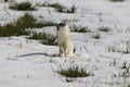 Stoat (Mustela erminea) short-tailed weasel Germany Royalty Free Stock Photo