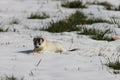 Stoat (Mustela erminea) short-tailed weasel Germany Royalty Free Stock Photo