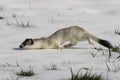 Stoat (Mustela erminea) short-tailed weasel Germany Royalty Free Stock Photo