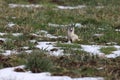 Stoat (Mustela erminea) short-tailed weasel Germany Royalty Free Stock Photo