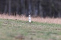 stoat (Mustela erminea),short-tailed weasel Germany Royalty Free Stock Photo