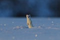 stoat (Mustela erminea),short-tailed weasel in the Winter Germany