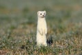 stoat (Mustela erminea),short-tailed weasel in the Winter Germany