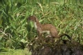 Stoat, Mustela erminea, Royalty Free Stock Photo