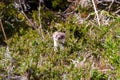 Stoat peaking from undegrowth
