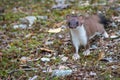 Stoat