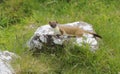 Stoat