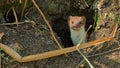 Stoat or short-tailed weasel Mustela erminea at entrance to rat burrow Royalty Free Stock Photo