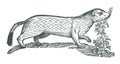 Stoat or short-tailed weasel mustela erminea next to a common