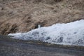 Stoat in winter coat