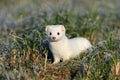 stoat & x28;Mustela erminea& x29;,short-tailed weasel Germany