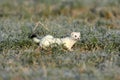 stoat & x28;Mustela erminea& x29;,short-tailed weasel Germany