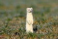 stoat & x28;Mustela erminea& x29;,short-tailed weasel Germany