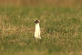 stoat & x28;Mustela erminea& x29;,short-tailed weasel Germany