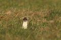 stoat & x28;Mustela erminea& x29;,short-tailed weasel Germany